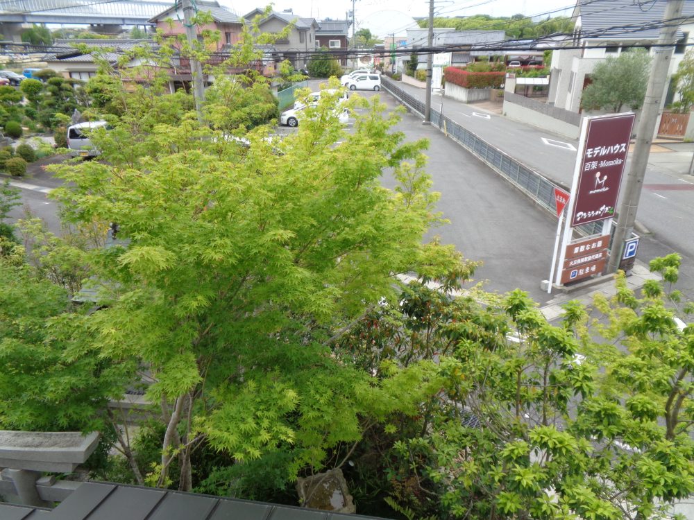 新緑