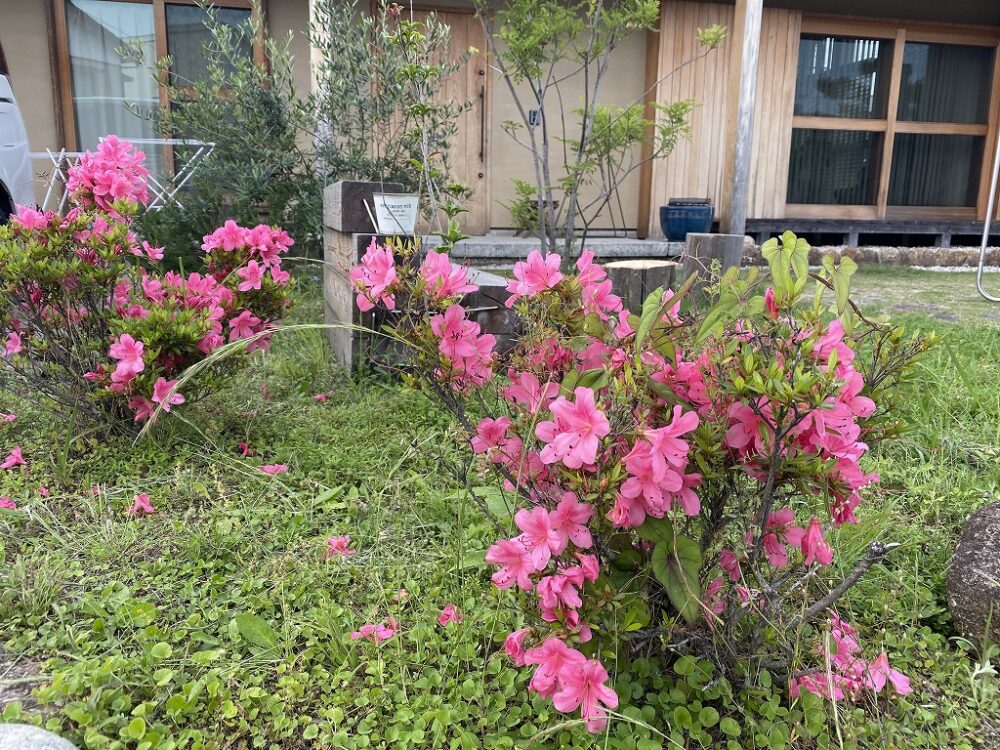 季節の花を愉しむ